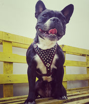 Bestia Frenchie Bulldog leather harness