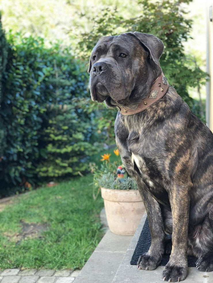 Mastiff with grey Bestia leather collar