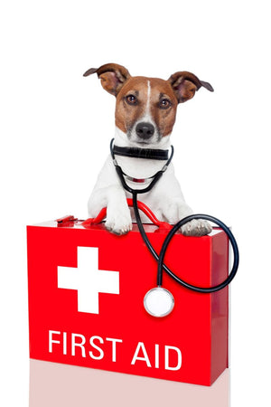 Adirondack Pet Emergency Transportation Services LLC - Photo 5