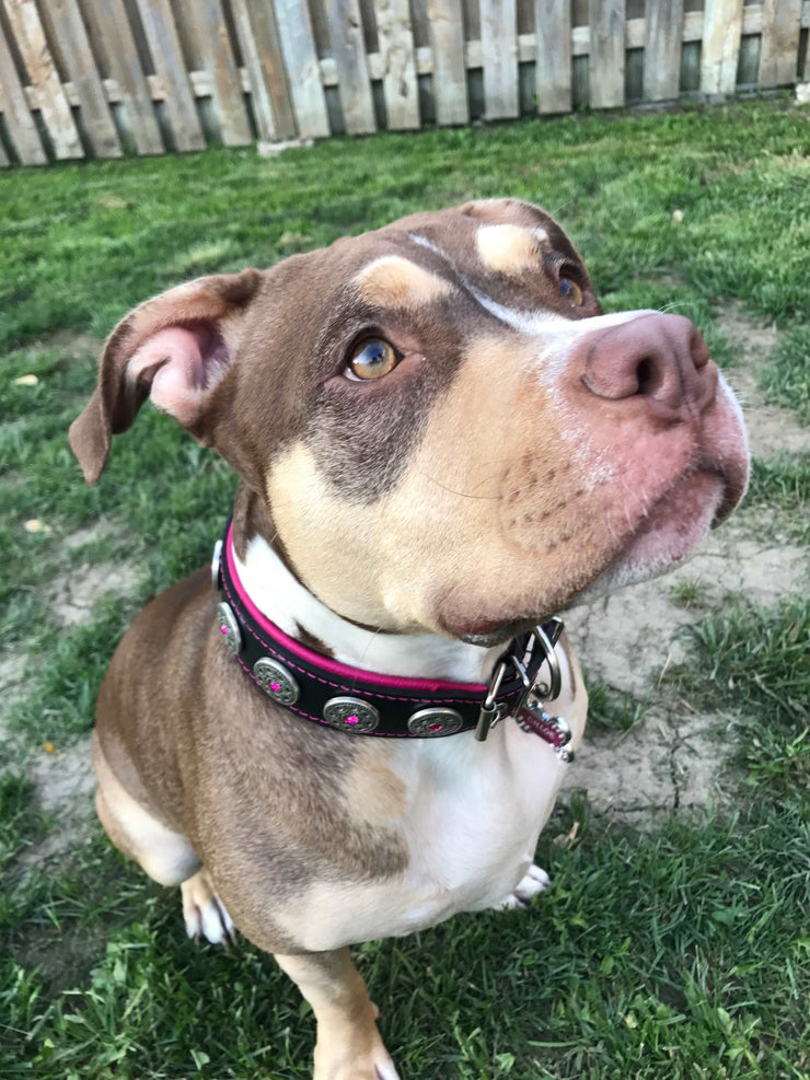 Bully with pink Bestia Bijou dog collar