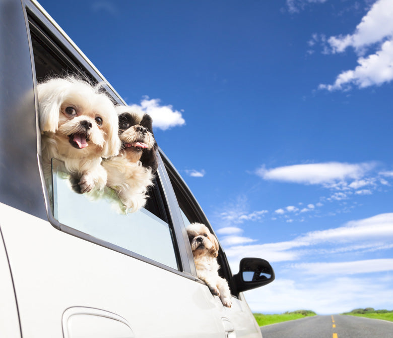 Adirondack Pet Emergency Transportation Services LLC - Photo 4
