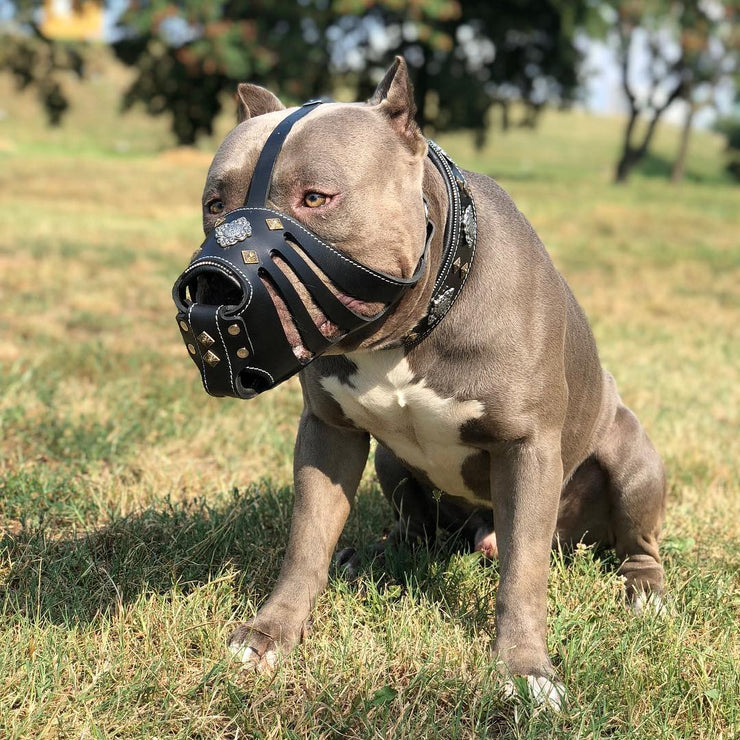 Bully with Bestia Aztec basket muzzle