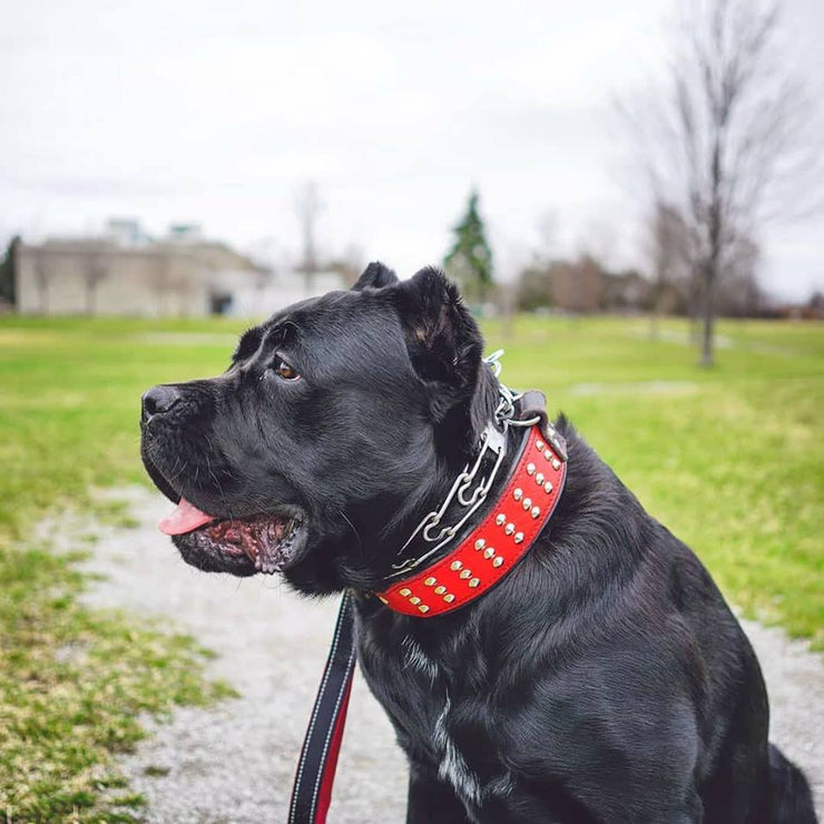 Cane Corso wearing Bestia "Star" collar 