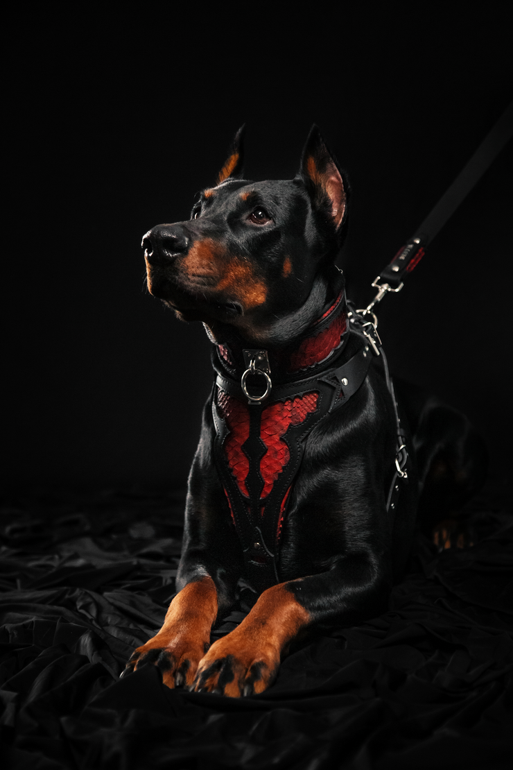 RED DRAGON DOG COLLAR - HANDCRAFTED - TOP QUALITY - GENUINE LEATHER - IMPORTED