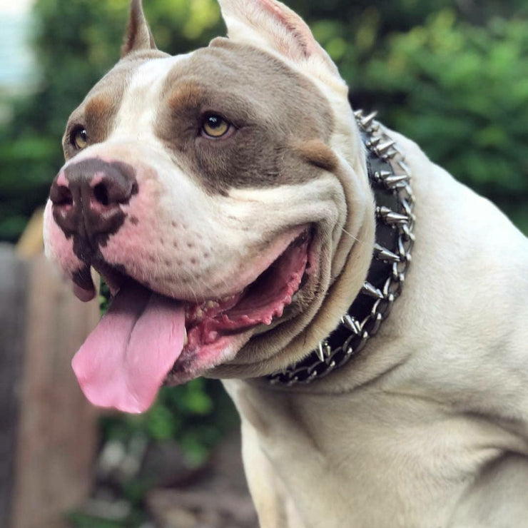 Bully wearing Bestia Danger spiked collar