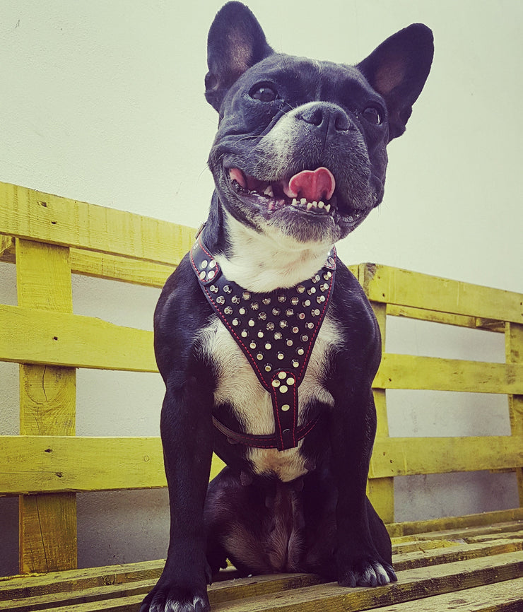bestia dog gear FRENCHIE STUDDED GENUINE LEATHER DOG HARNESS - TOP QUALITY