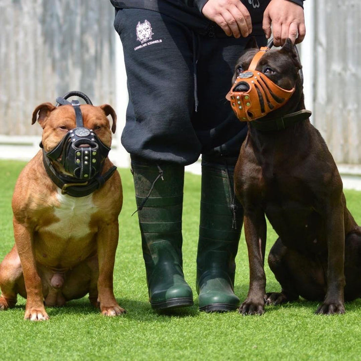 American Bully with Bestia Basket muzzles