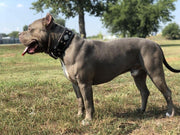 American Bully with Bestia Aztec dog collar