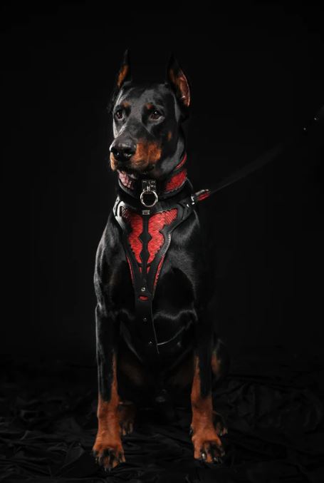 RED DRAGON LEATHER DOG HARNESS - TOP QUALITY - HANDCRAFTED - GENUINE LEATHER