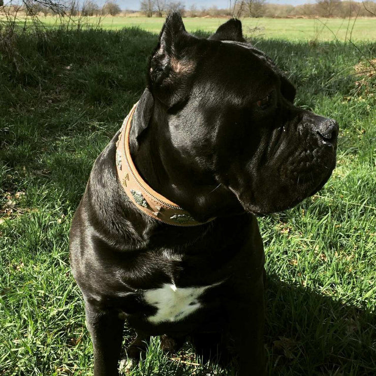 Cane Corso wearing Bestia Aztec collar in grey.