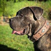 Bestia Aztec dog collar in grey for big dogs!