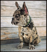 Frenchie with BESTIA "Spiky" collar